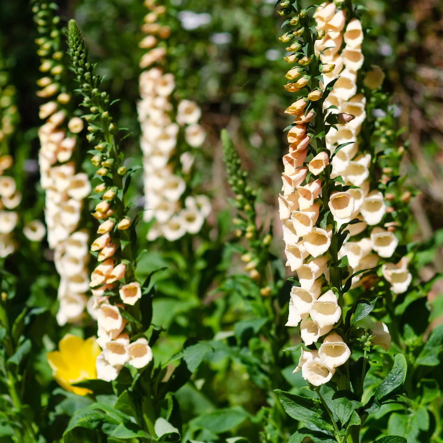 Digitalis purpurea 'Dalmatian Peach' (Foxglove) 9cm/3L One Click Plants