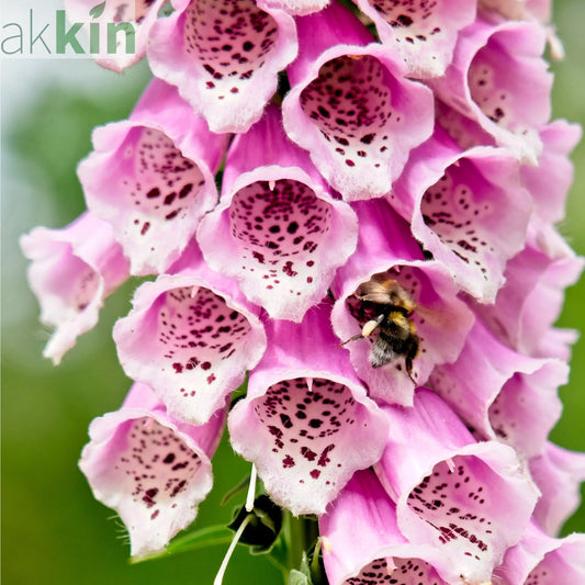 Digitalis purpurea 'Dalmation Rose' 9cm/1.5L/3L One Click Plants