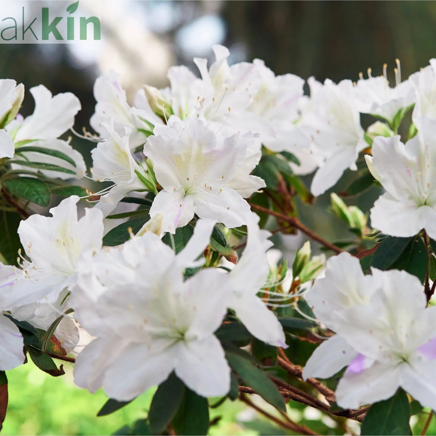 Azalea japonica 'Dorothy Heiden' 2L One Click Plants