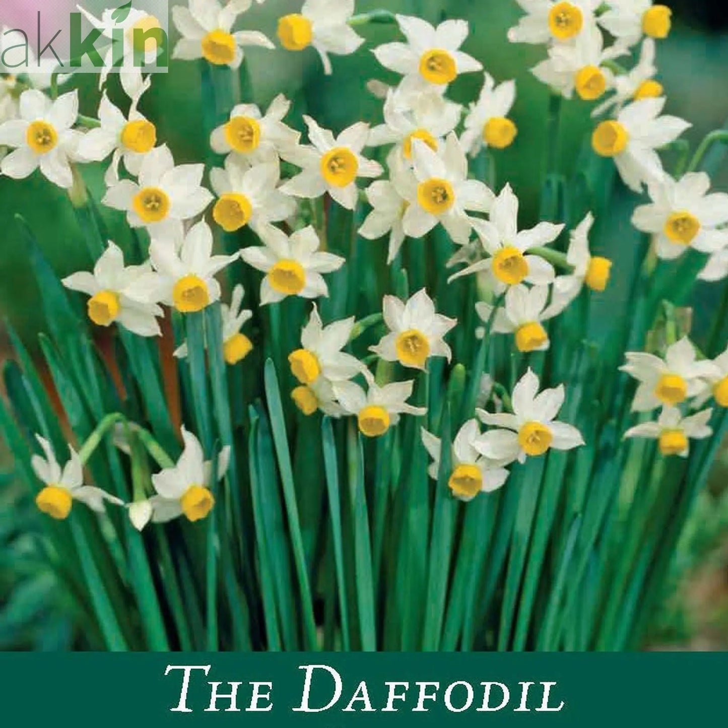 Dwarf Daffodil Canaliculatus (6 Bulbs) One Click Plants