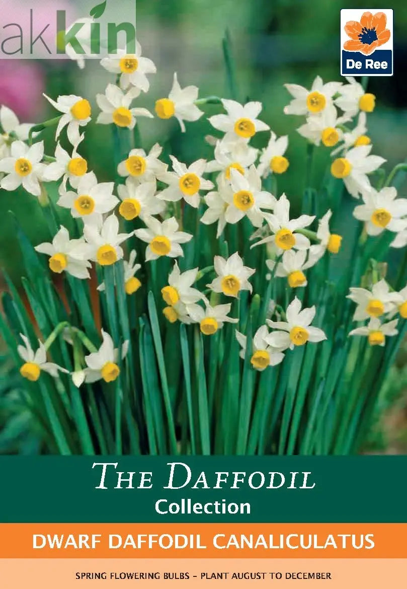 Dwarf Daffodil Canaliculatus (6 Bulbs) One Click Plants