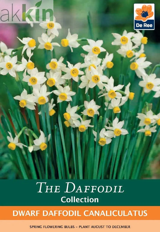 Dwarf Daffodil Canaliculatus (6 Bulbs) One Click Plants