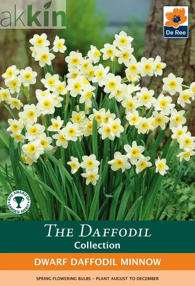 Dwarf Daffodil 'Minnow' (8/18  Bulbs) One Click Plants