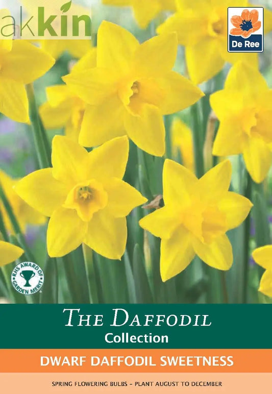 Dwarf Daffodil 'Sweetness' (8 Bulbs) One Click Plants