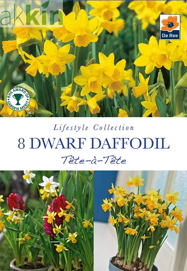 18 Tete a Tete Daffodil bulbs One Click Plants