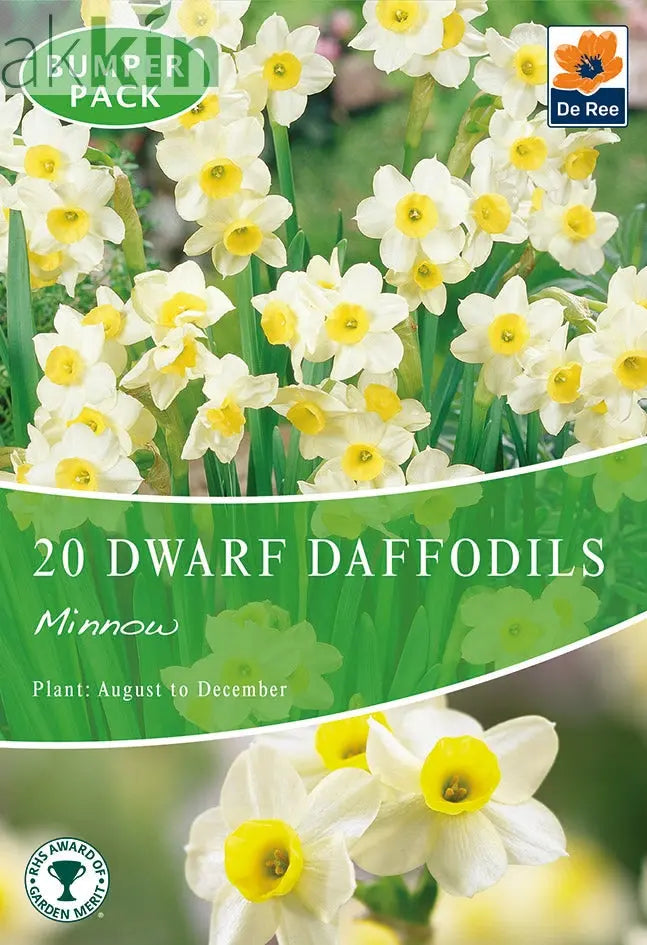 Dwarf Daffodil 'Minnow' (8/18  Bulbs) One Click Plants