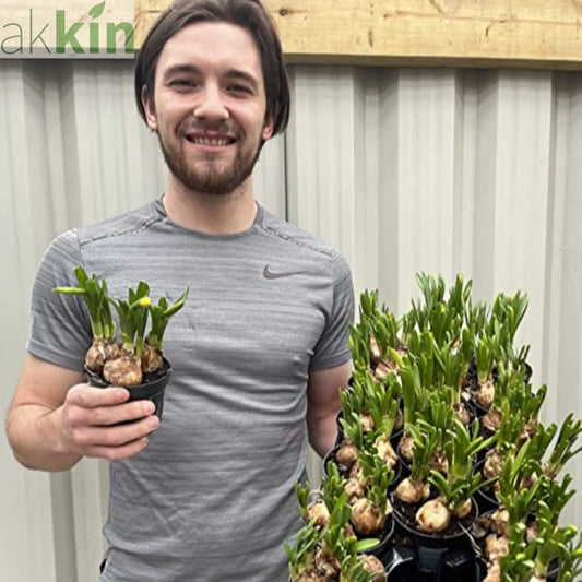 Tete a Tete Daffodil Bulbs (3 x 9cm Pots) One Click Plants