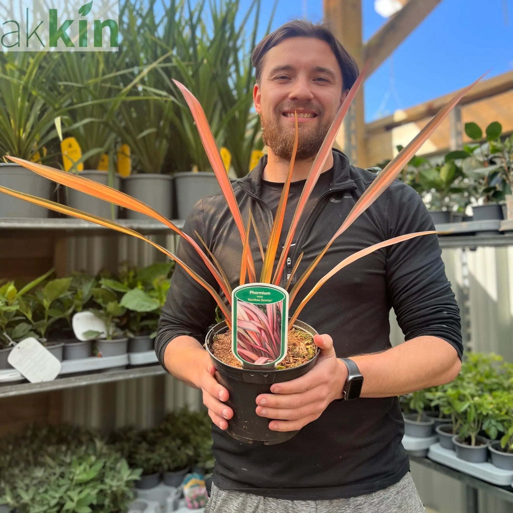 Phormium 'Rainbow Sunrise' 2L (40-50cm including the pot) One Click Plants