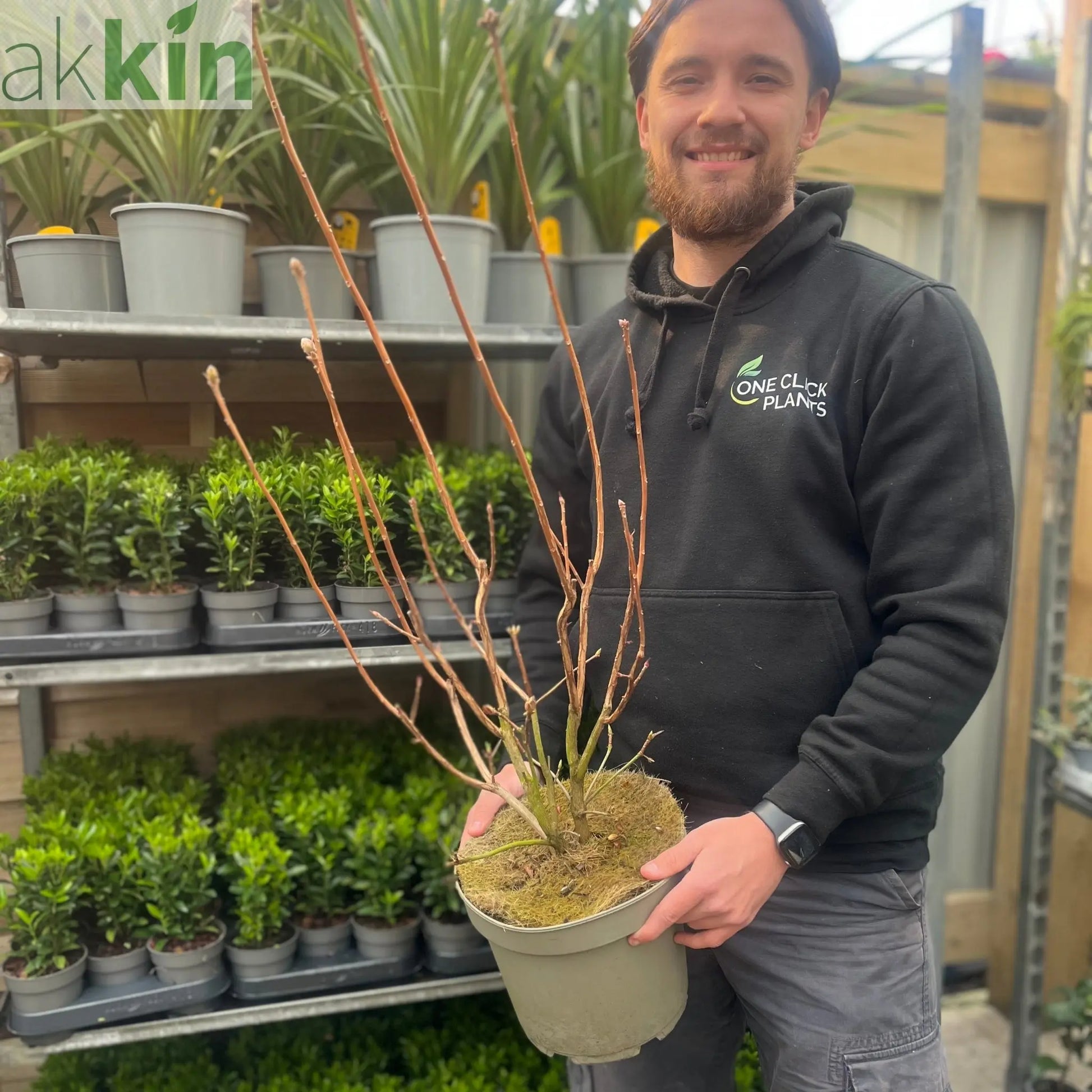 Azalea knaphill 'Golden Eagle' 5L (80-90cm inc. pot) One Click Plants