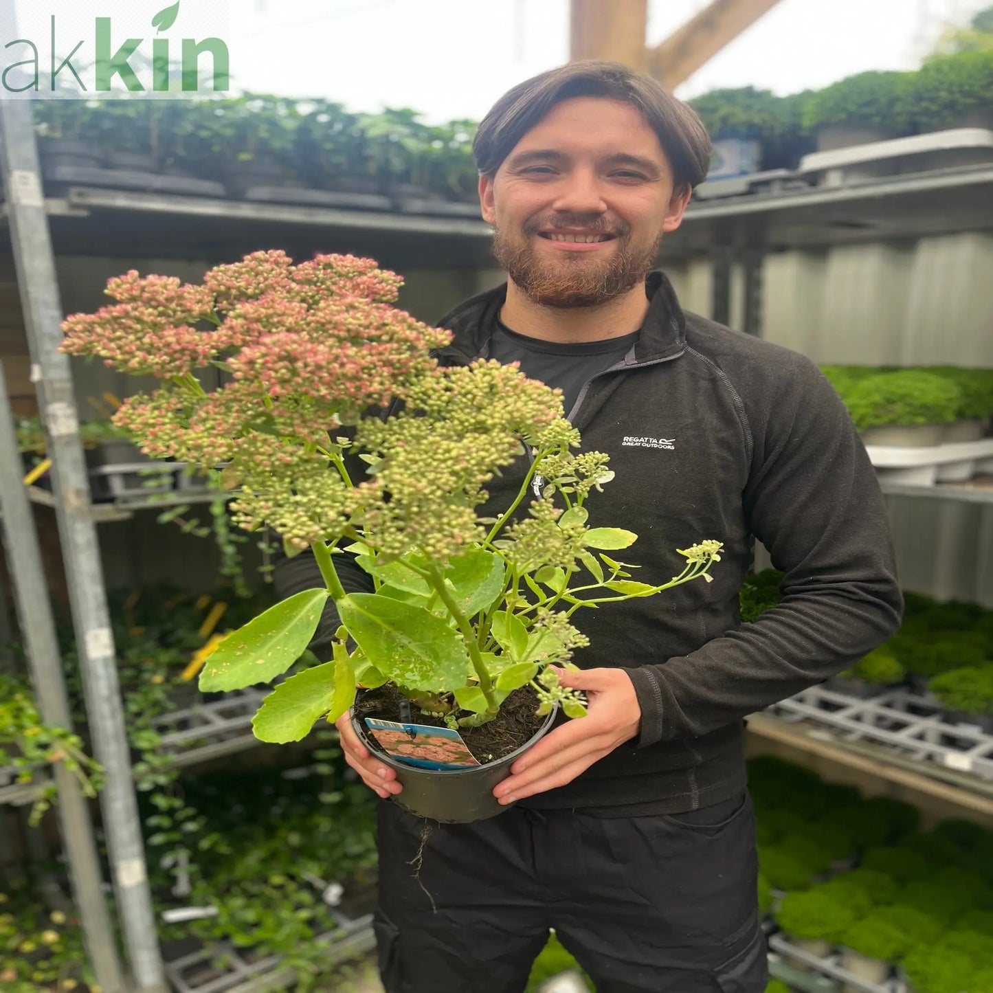 Sedum 'Herbstfreude' 2L One Click Plants