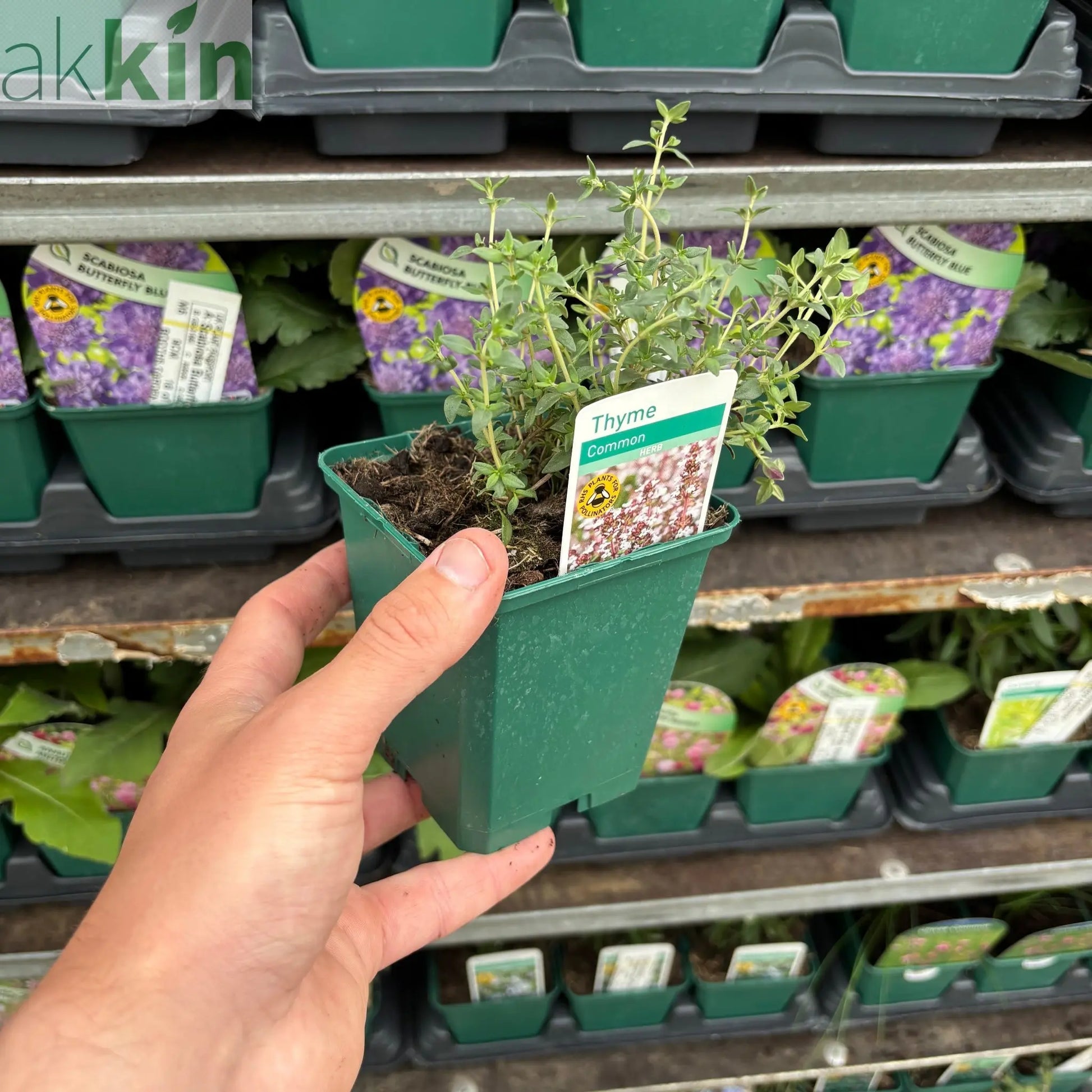 Thyme (common) 9cm One Click Plants