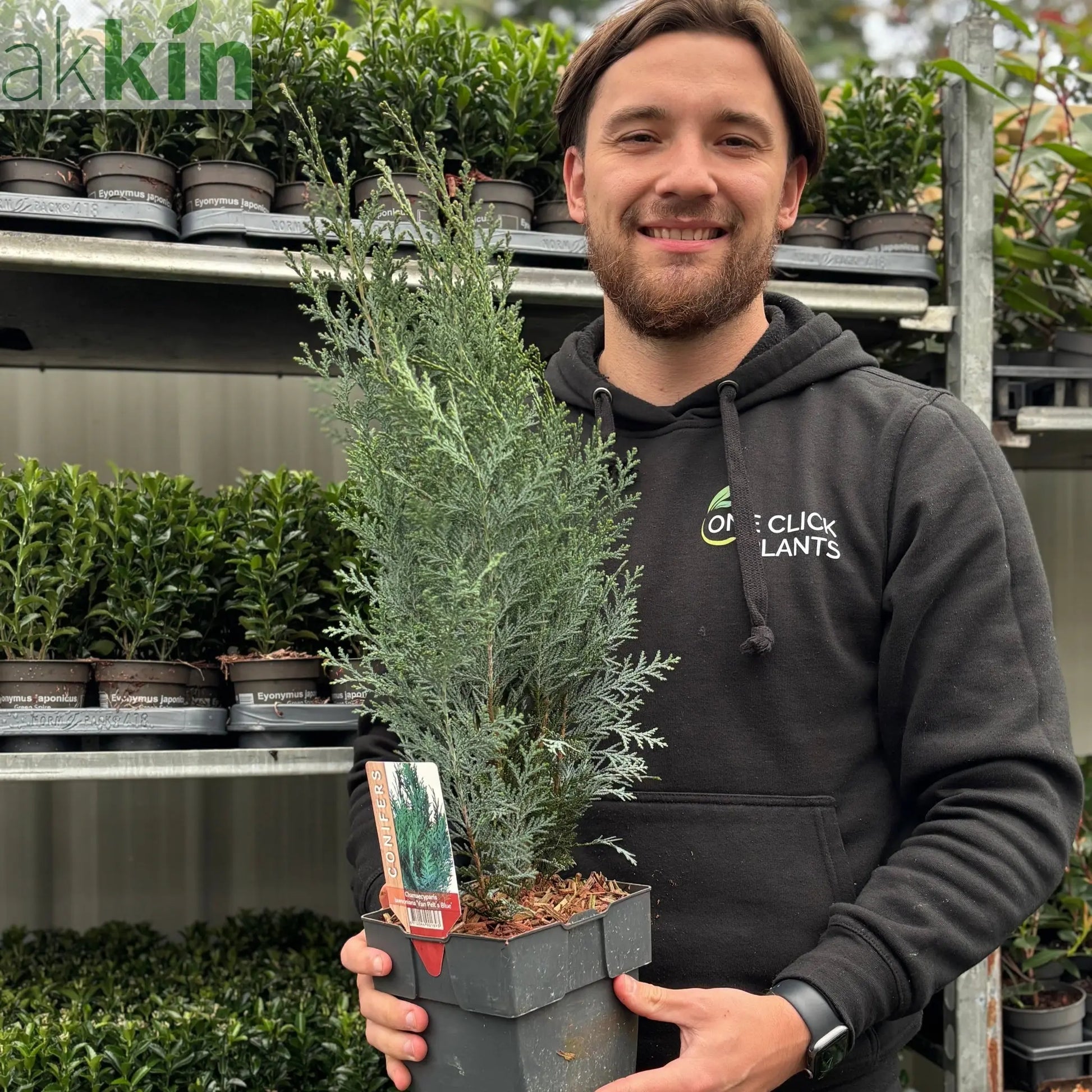 Chamaecyparis lawsoniana 'Van Pelt's Blue' 2L (50-60cm inc. pot) One Click Plants