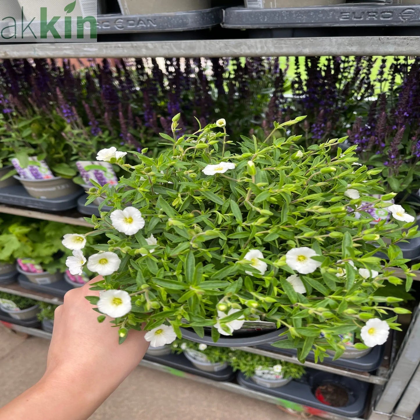 Arenaria montana  'Summer White Compact' 1.5L One Click Plants