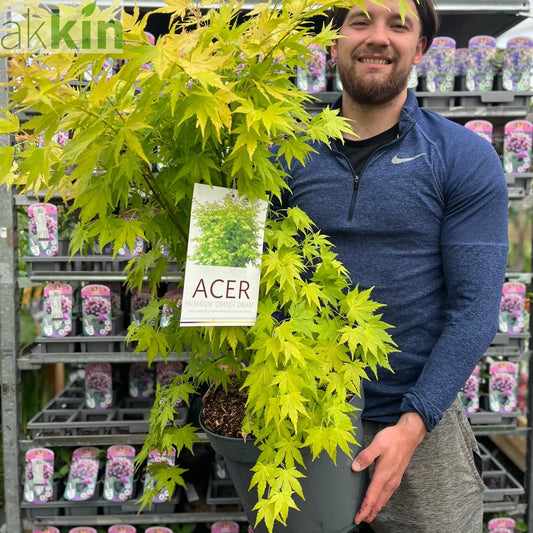 Acer palmatum 'Orange Dream' 10.5cm / 2L / 3L / 10L One Click Plants