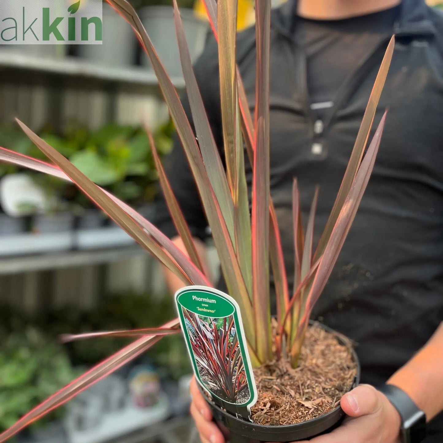 Phormium 'Sundowner' 2L (40-50cm including the pot) One Click Plants