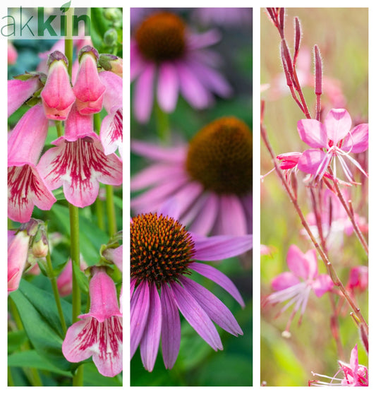 Pretty in Pinks (3 x 9cm Pots) One Click Plants