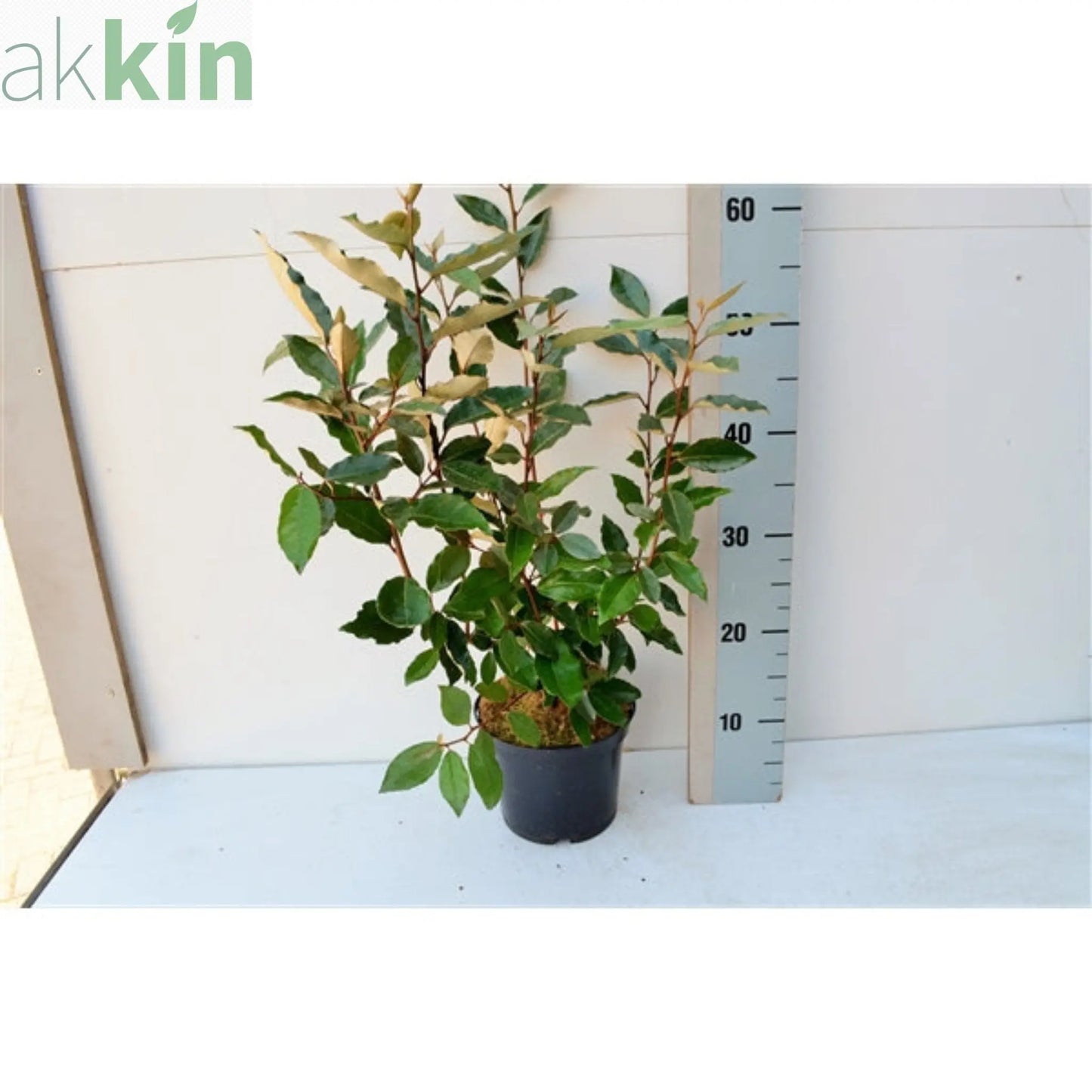 Elaeagnus x ebbingei Compacta (Multibuy Offers Available) One Click Plants