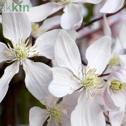 Clematis armandii - 'Enham Star'  (Evergreen and Fragrant) One Click Plants