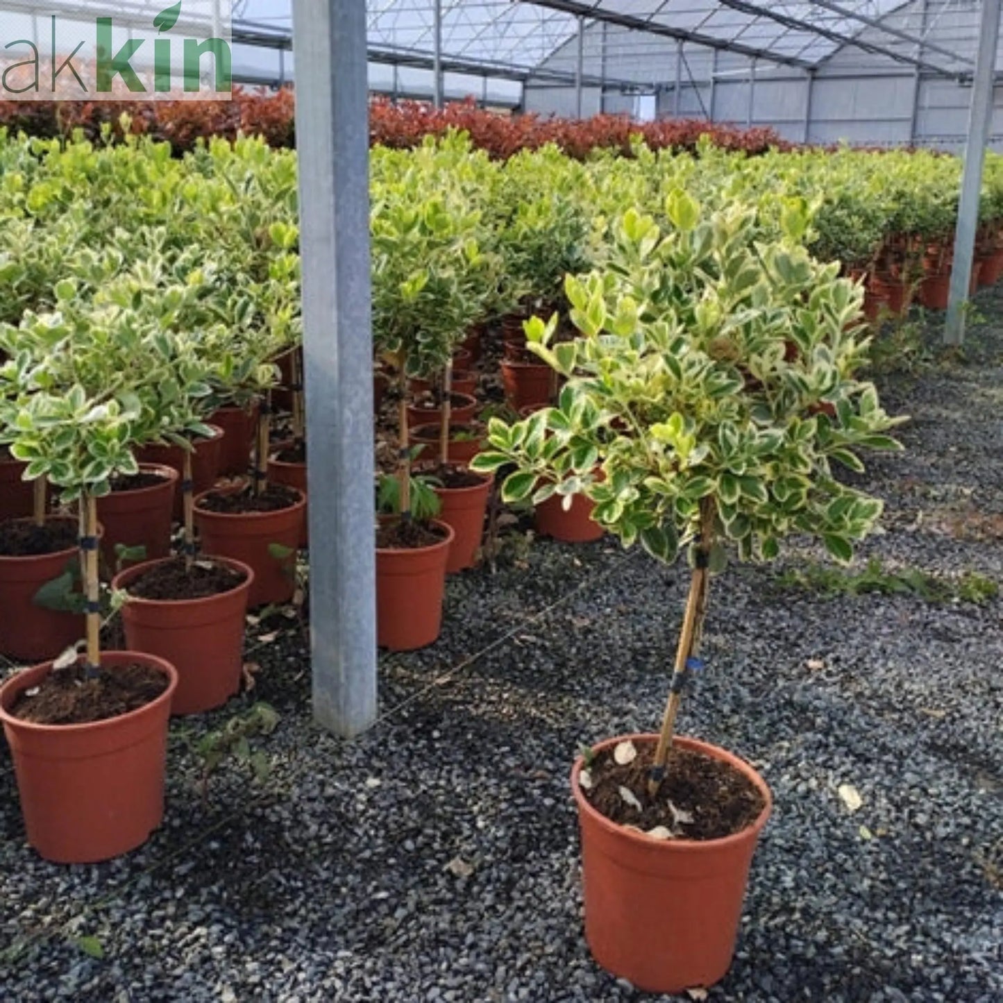 Special offer: Half Standard Euonymus japonica 'Bravo' 100cm (2 for £54.99) One Click Plants