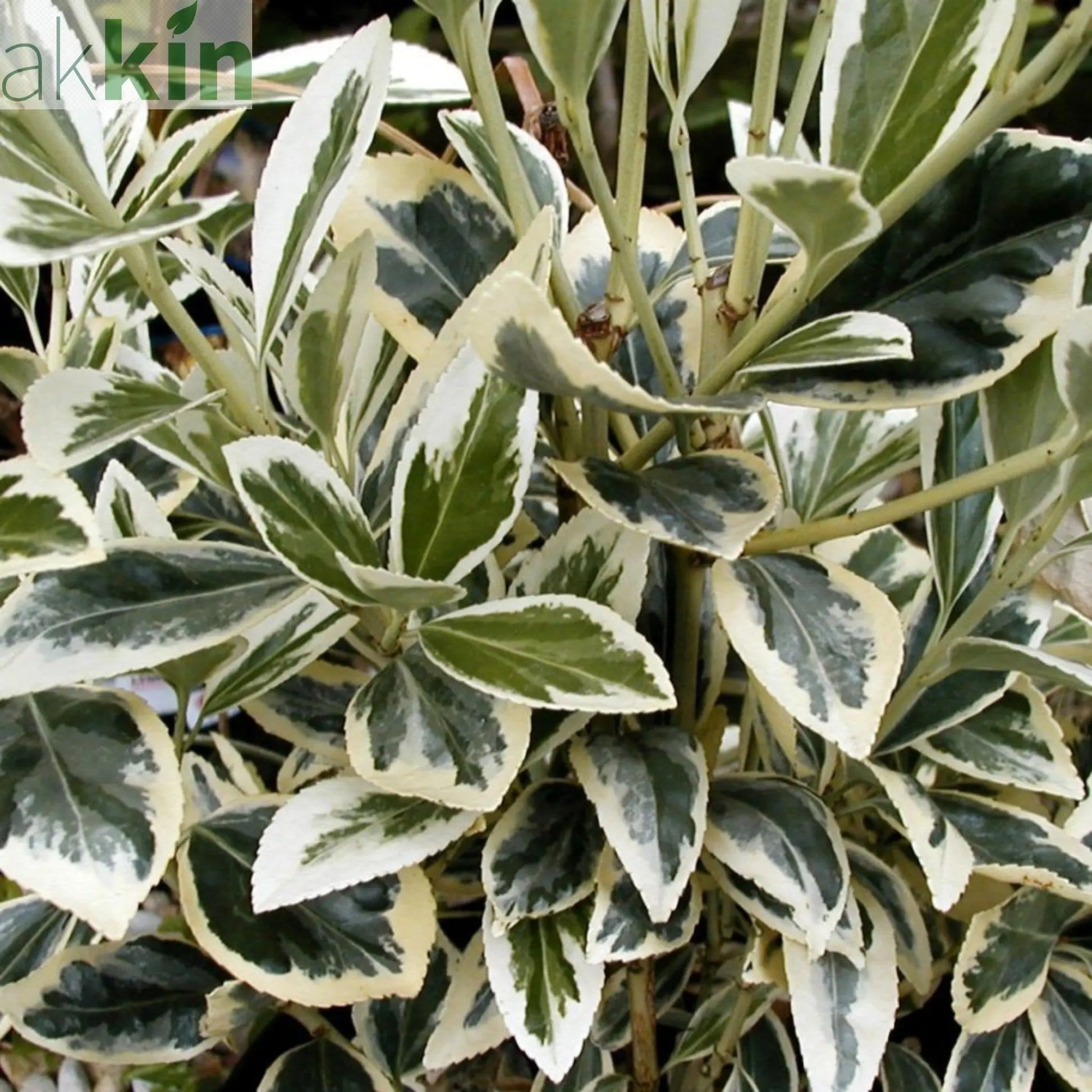 Euonymus japonicus 'Bravo' 9cm / 3L One Click Plants
