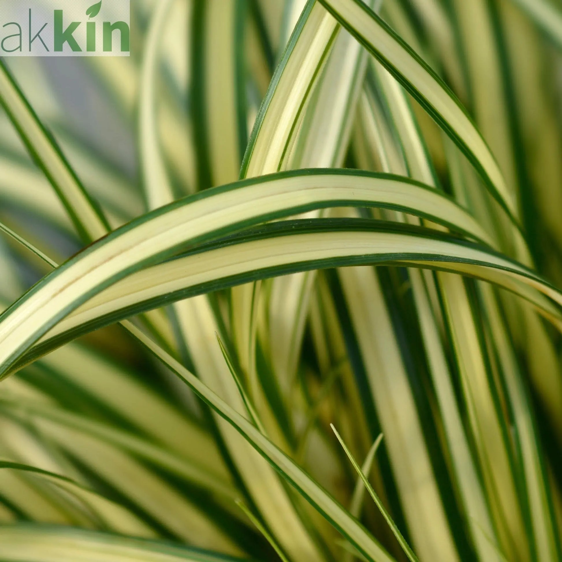 Carex oshimensis 'Evergold' Grass 8cm / 1L / 2L / 3L One Click Plants