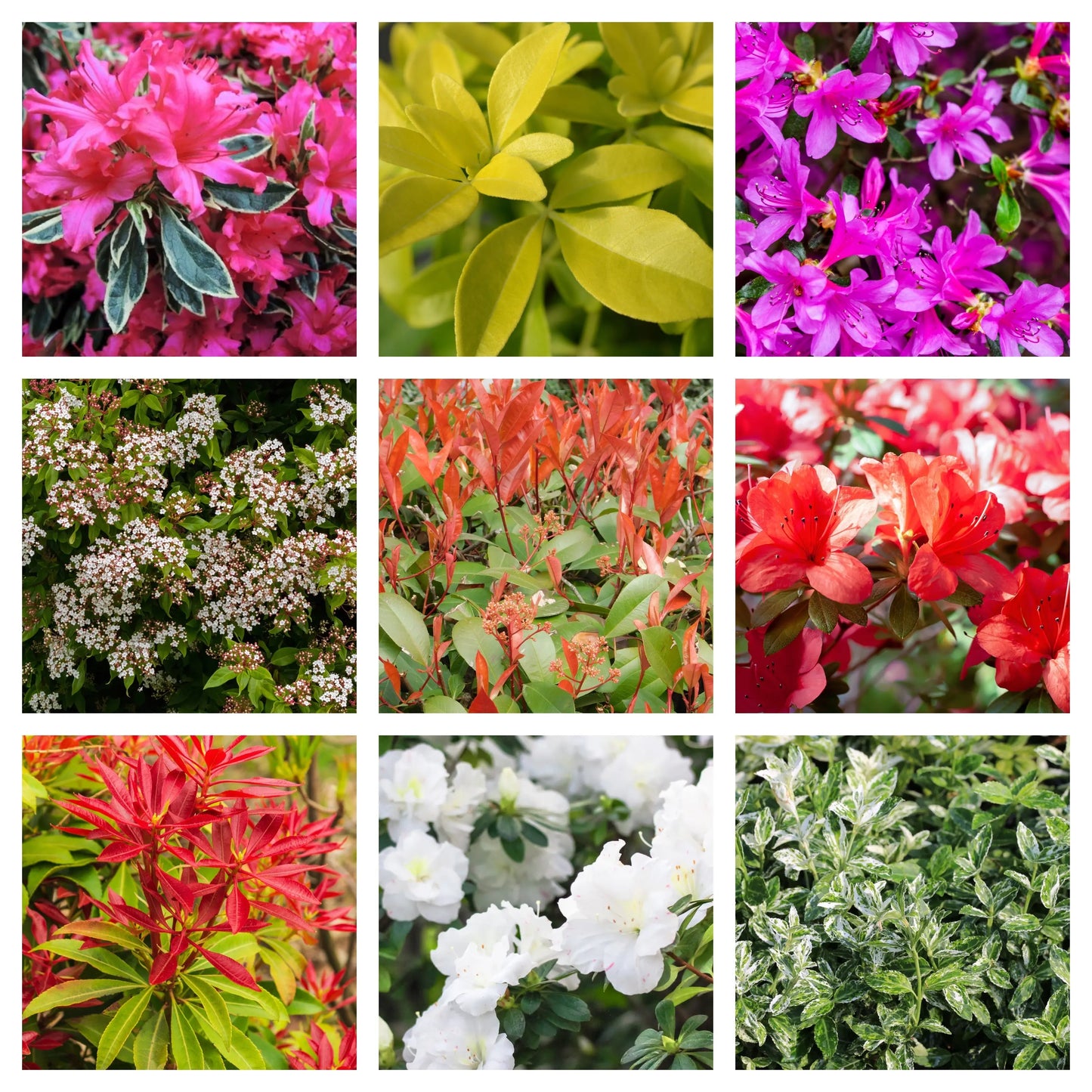 Evergreen Shrub Mix - 5 Plants in 1L Growers Pots One Click Plants