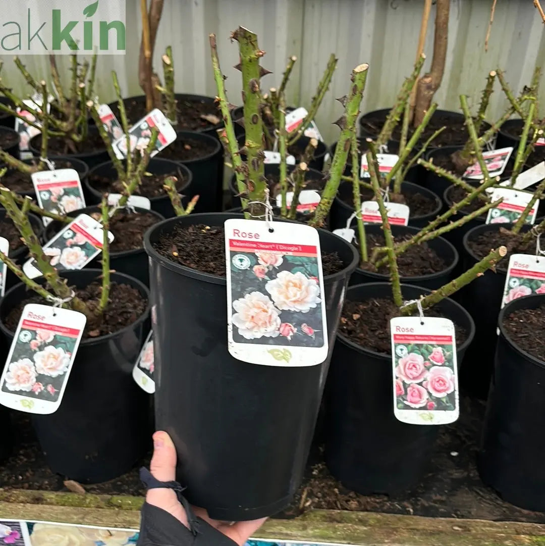Valentine Heart Floribunda Rose 4L (PRE ORDER DECEMBER '25) One Click Plants