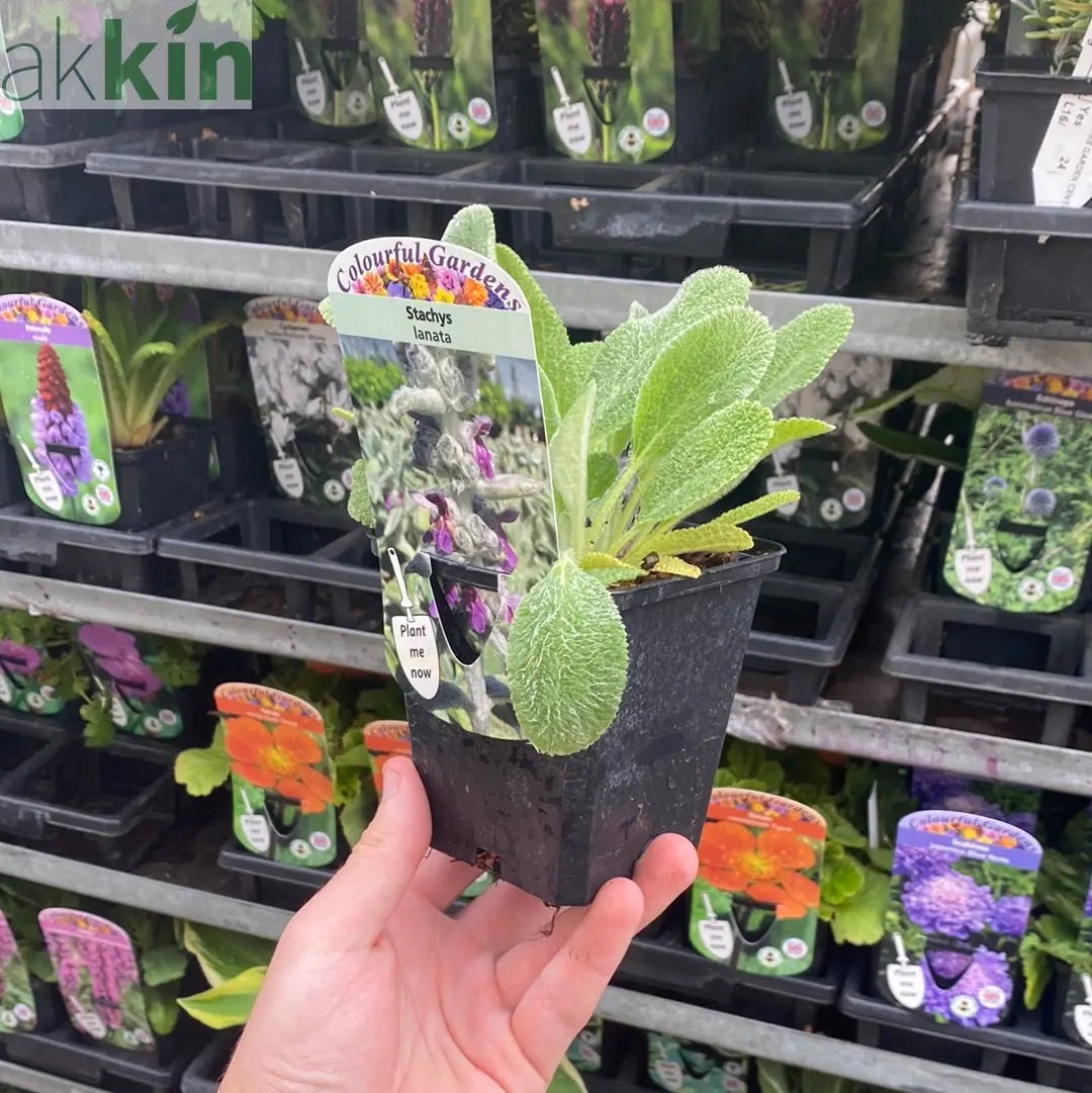 Stachys lanata 9cm / 2L One Click Plants