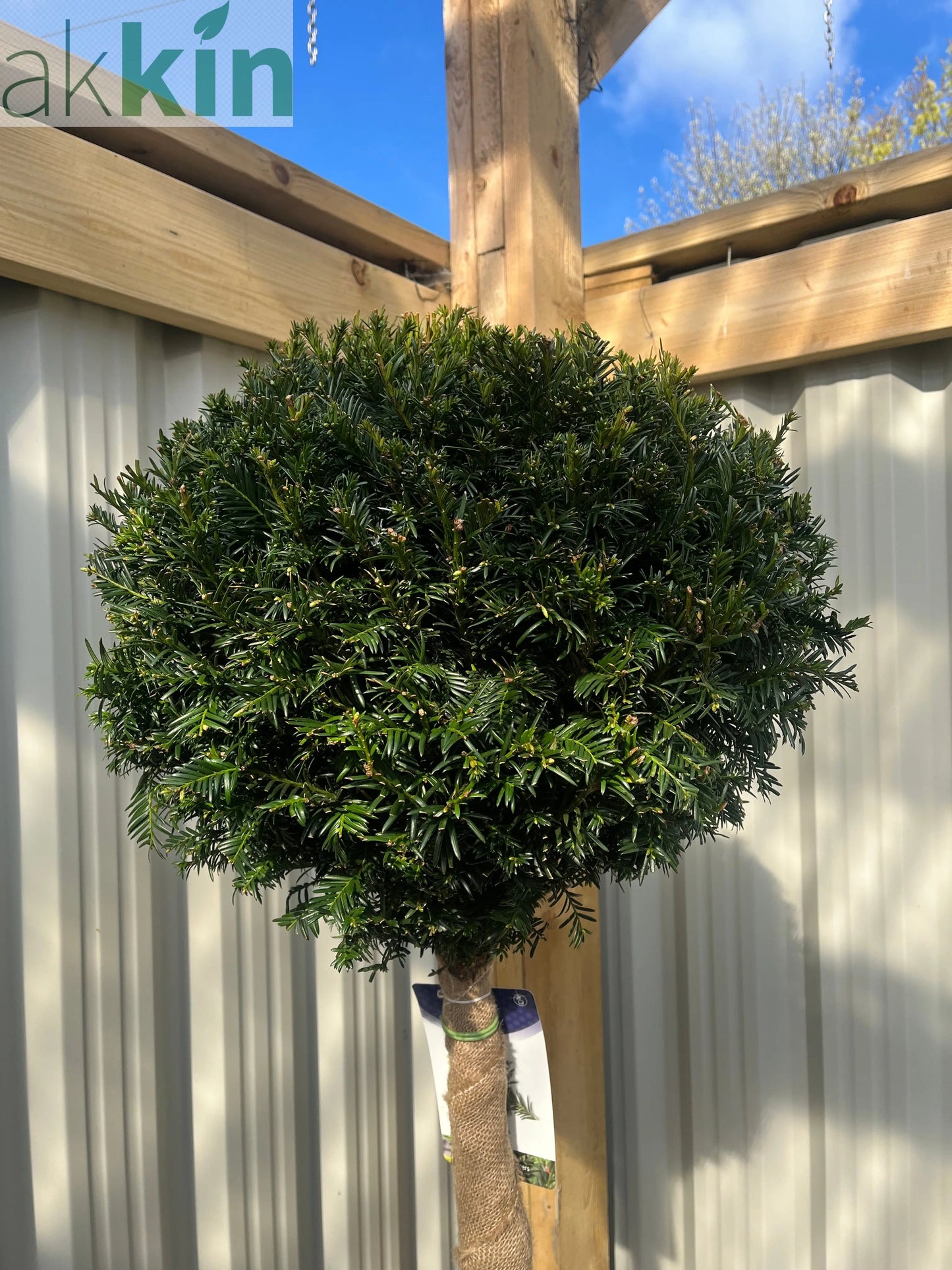 Yew Ball on Stem - Taxus Baccata 35L 170-180cm (STEM 90cm) One Click Plants