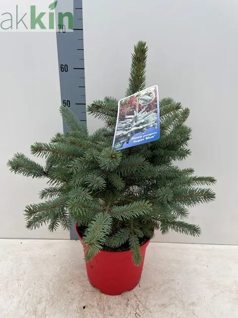 Potgrown Real Christmas Tree | Picea pungens 'Super Blue' | 50-60cm One Click Plants