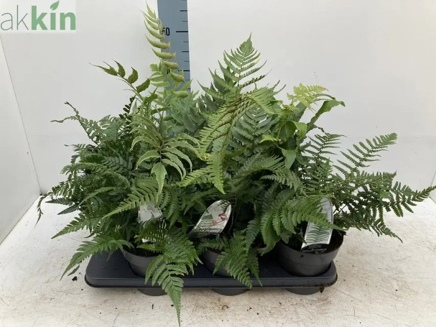 Mix of 3 Ferns 11cm / 2L / 3L One Click Plants