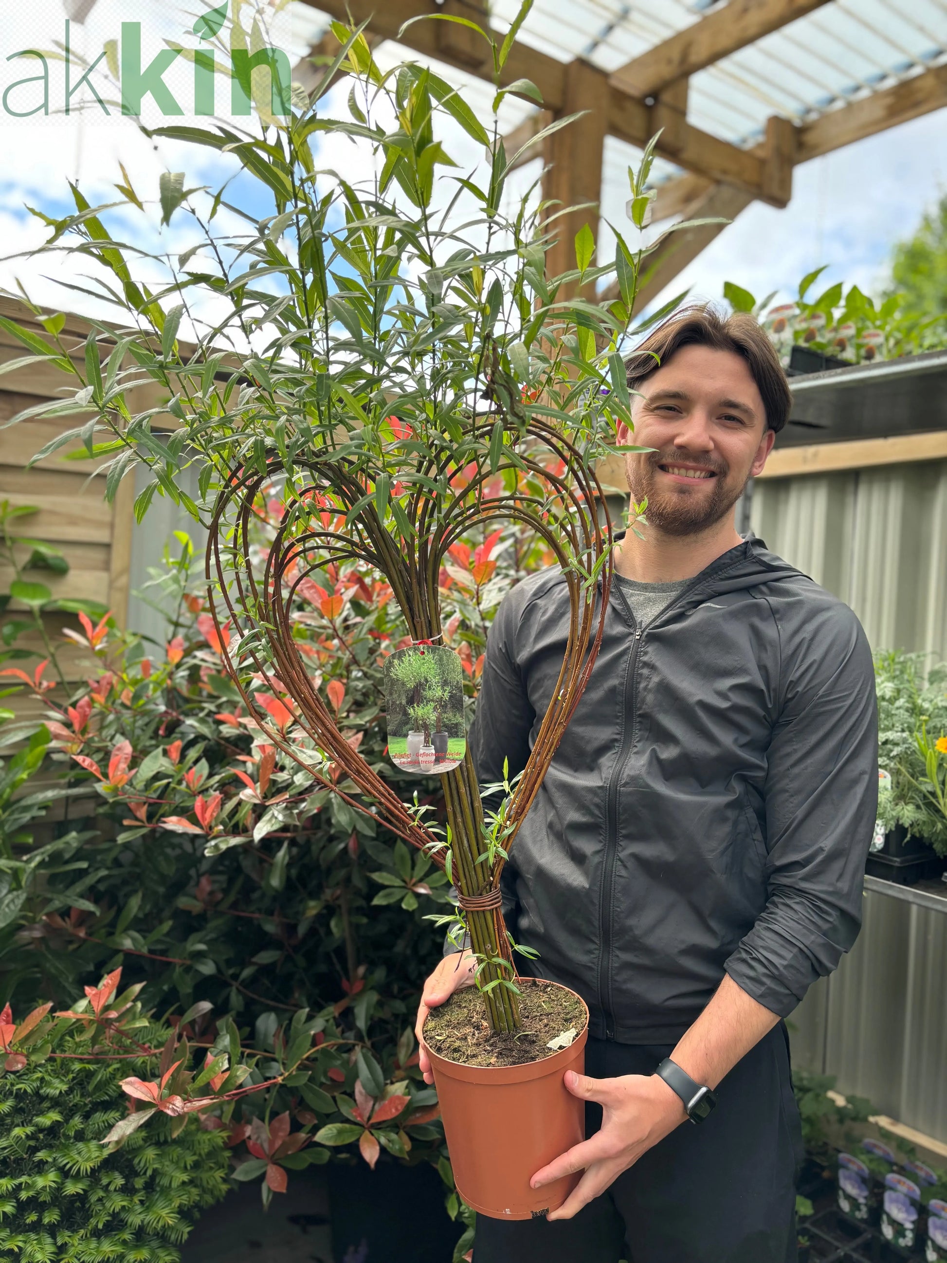 Salix  Living Braided Willow Tree Sculpture (80-90cm) One Click Plants