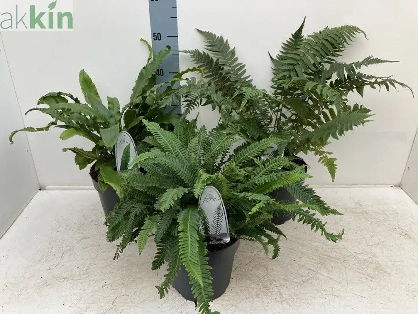 Mix of 3 Ferns 11cm / 2L / 3L One Click Plants