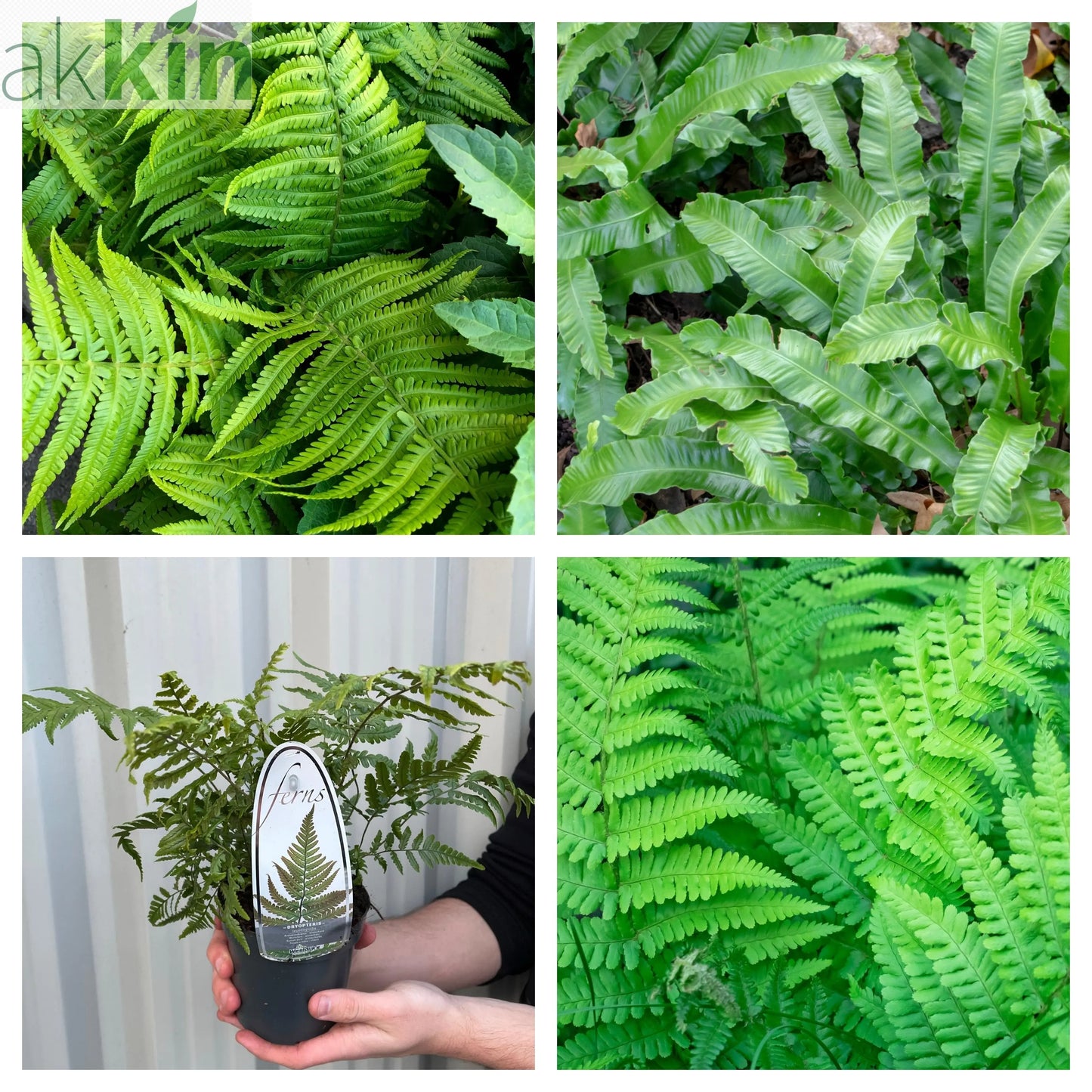 Mix of 3 Ferns 11cm / 2L / 3L One Click Plants