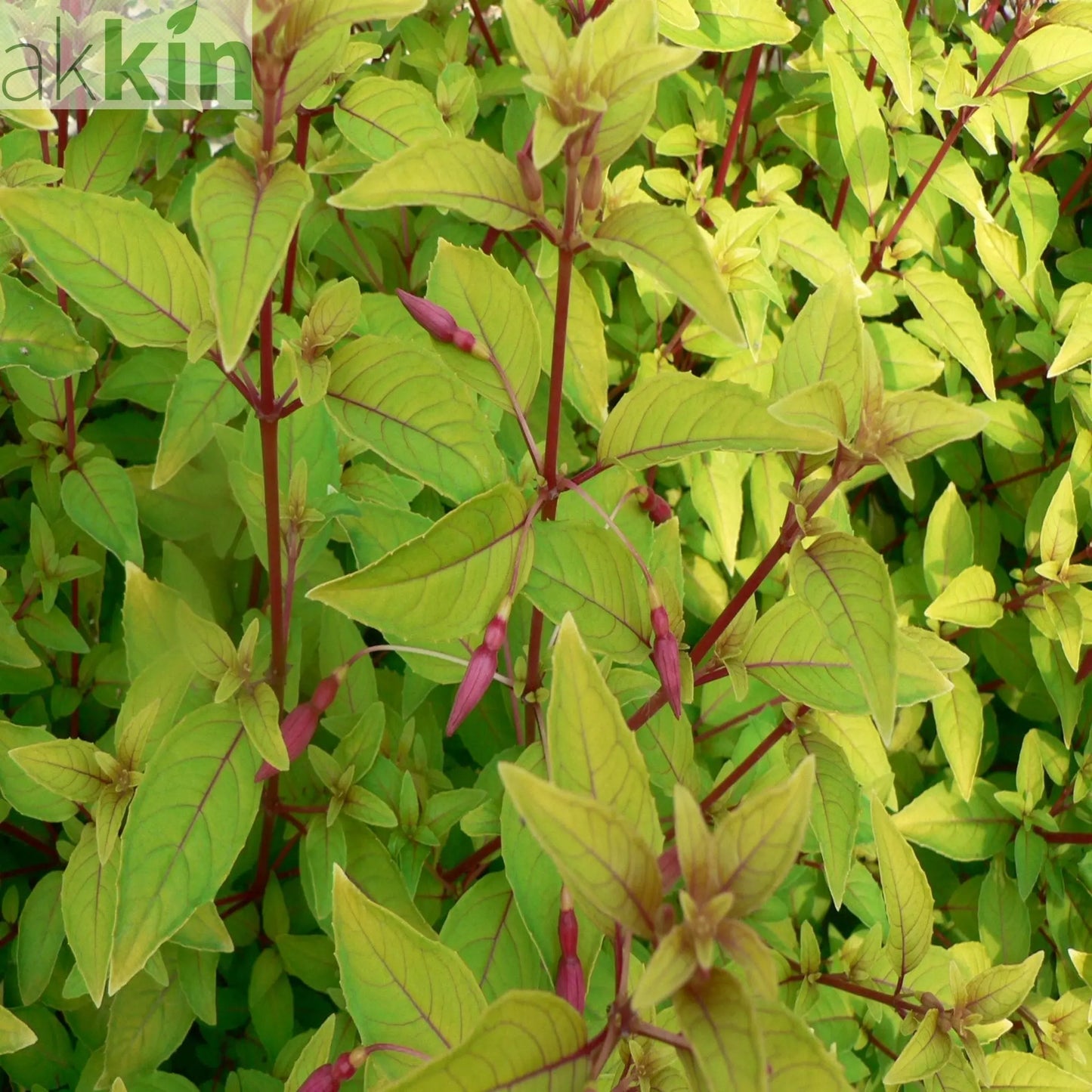 3 x Mixed Hardy Fuchsia 9cm One Click Plants