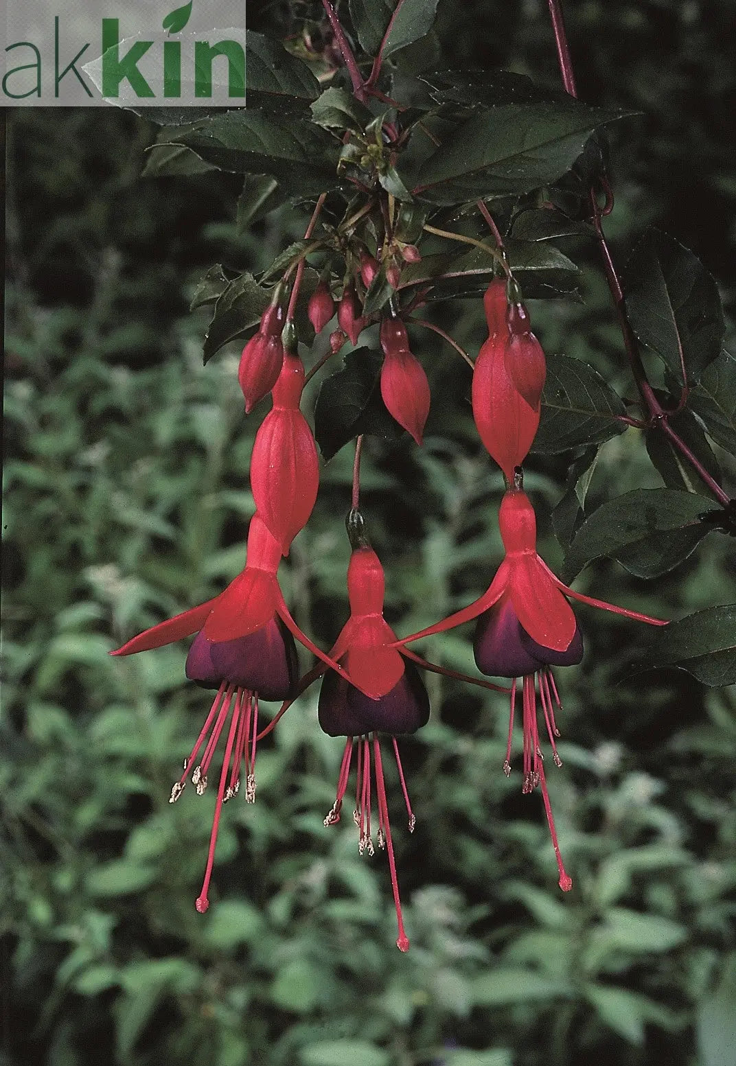 Hardy Fuchsia 'Mrs Popple' 9cm / 2L One Click Plants