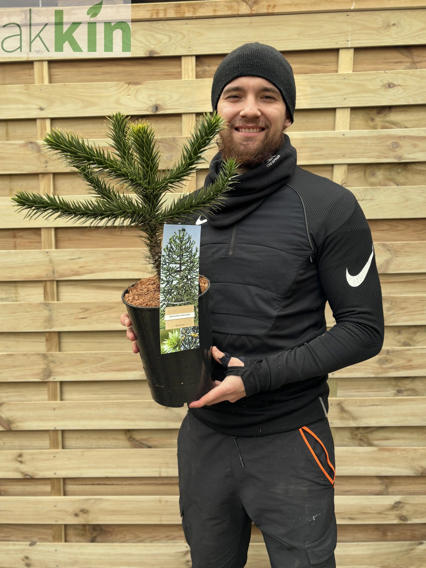 Araucaria Araucana | Monkey Puzzle Tree One Click Plants