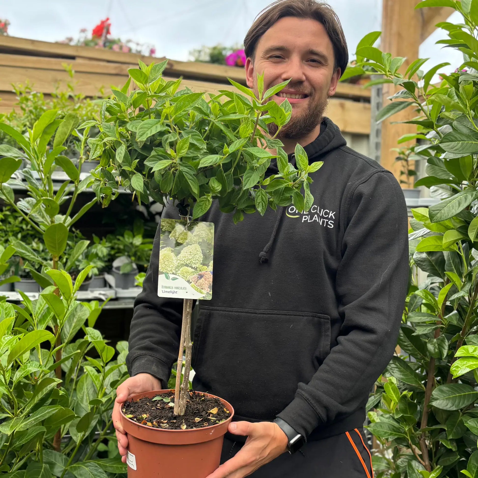 Hydrangea paniculata 'LimeLight’ Tree One Click Plants