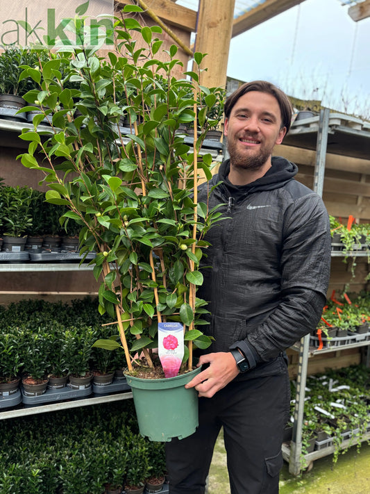 Camellia japonica 'Mrs Tingley' 5L 100-120cm One Click Plants