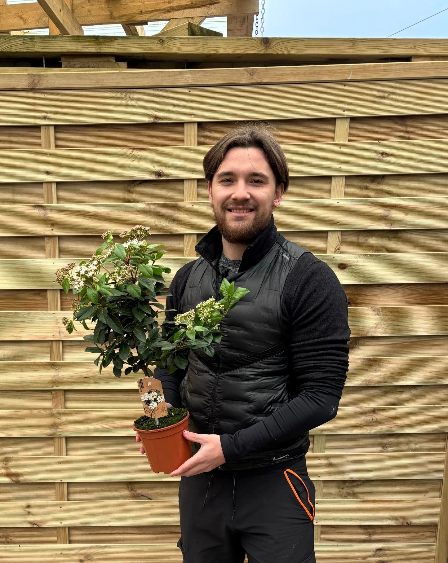 Viburnum tinus Patio Tree One Click Plants