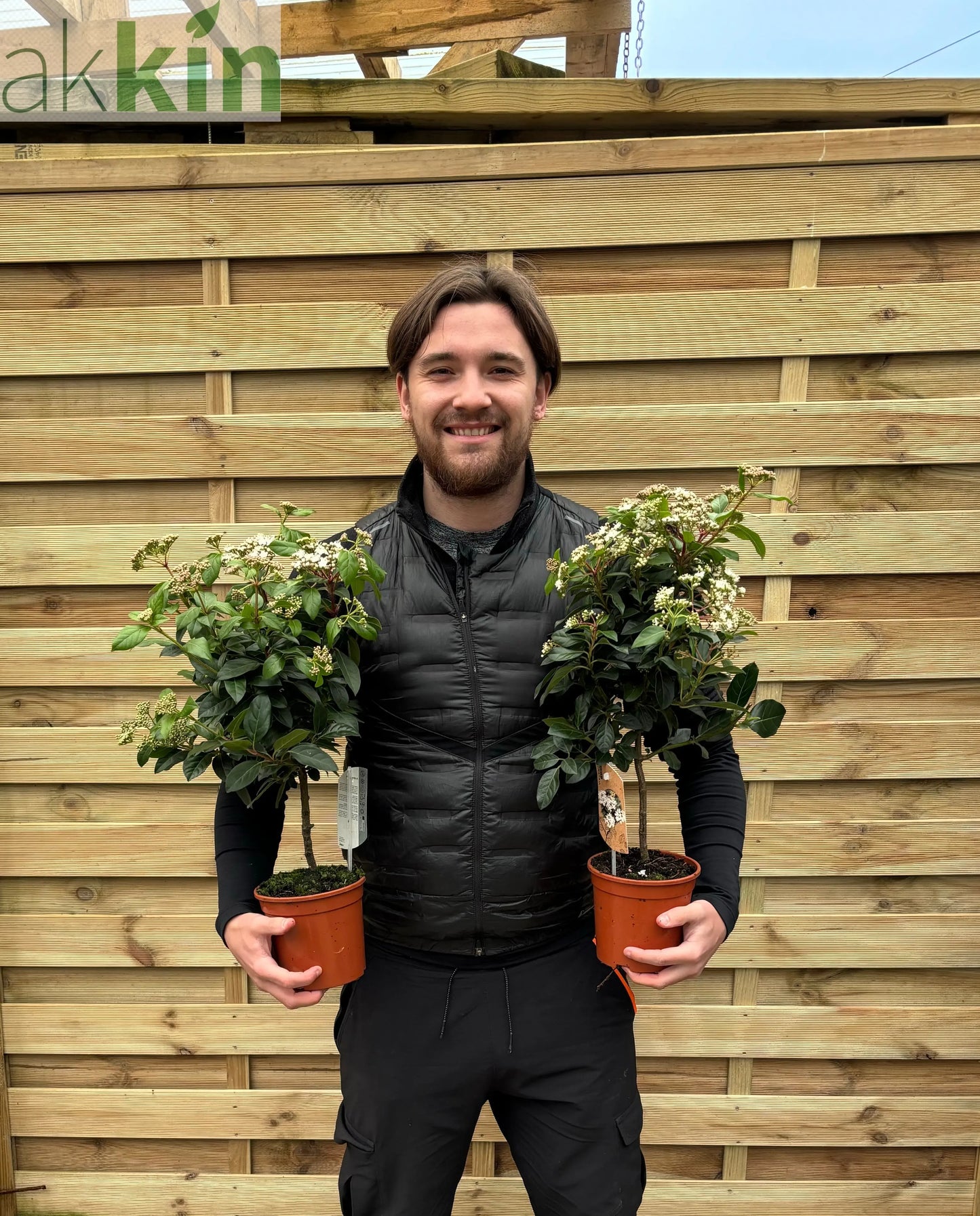 Viburnum tinus Patio Tree One Click Plants