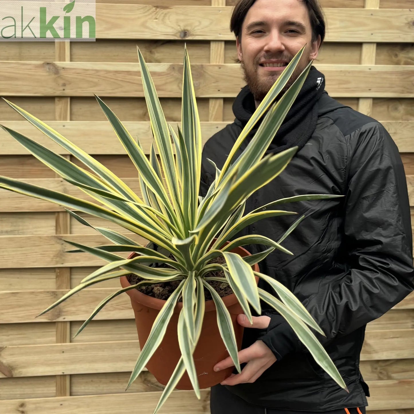 Yucca 'Gloriosa' Variegata 9cm / 3L / 7.5L One Click Plants