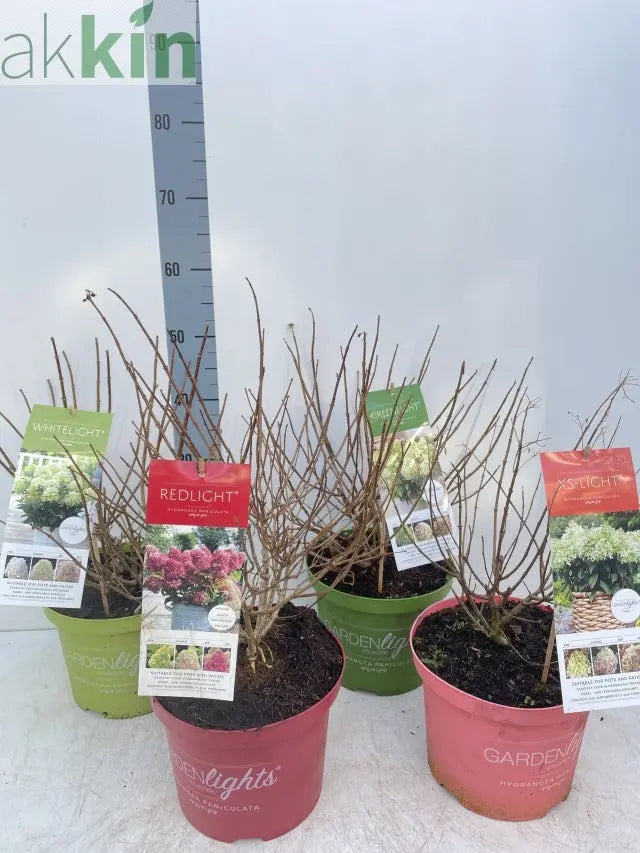 Hydrangea paniculata 'Red Light' 2L / 5L One Click Plants