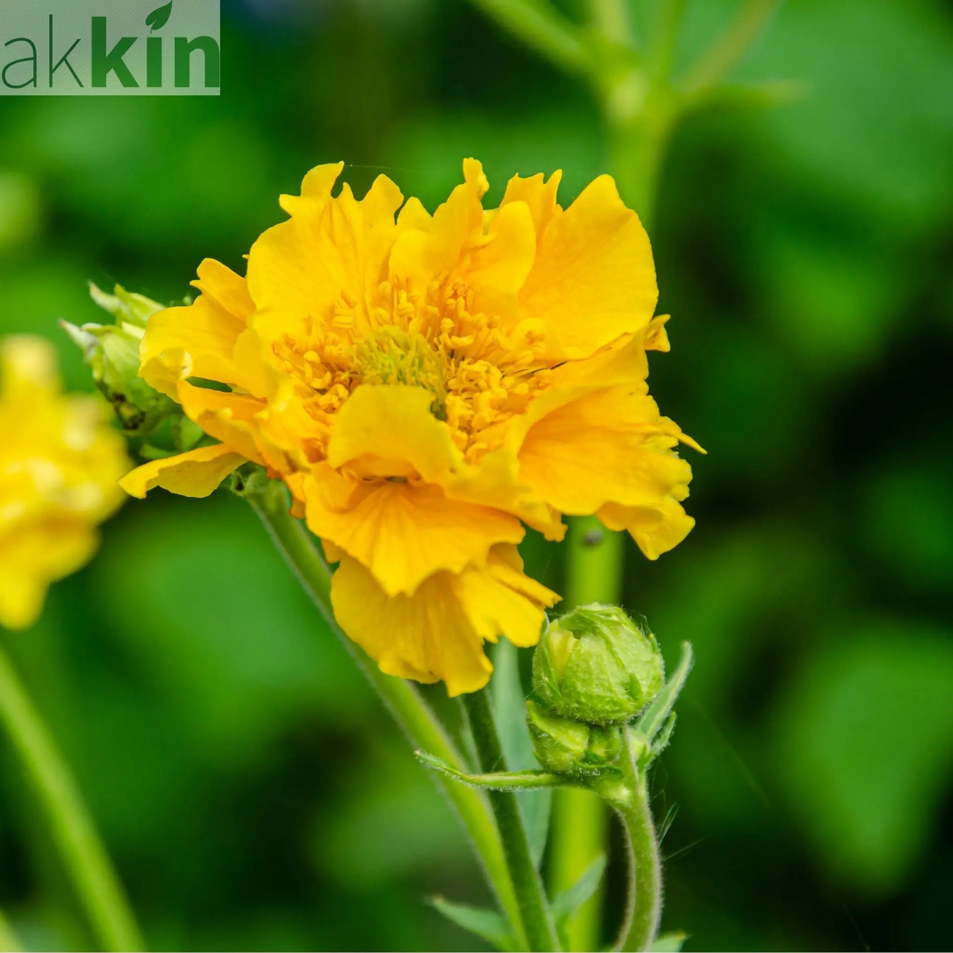 Geum 'Lady Stratheden' (Various Sizes Available) One Click Plants