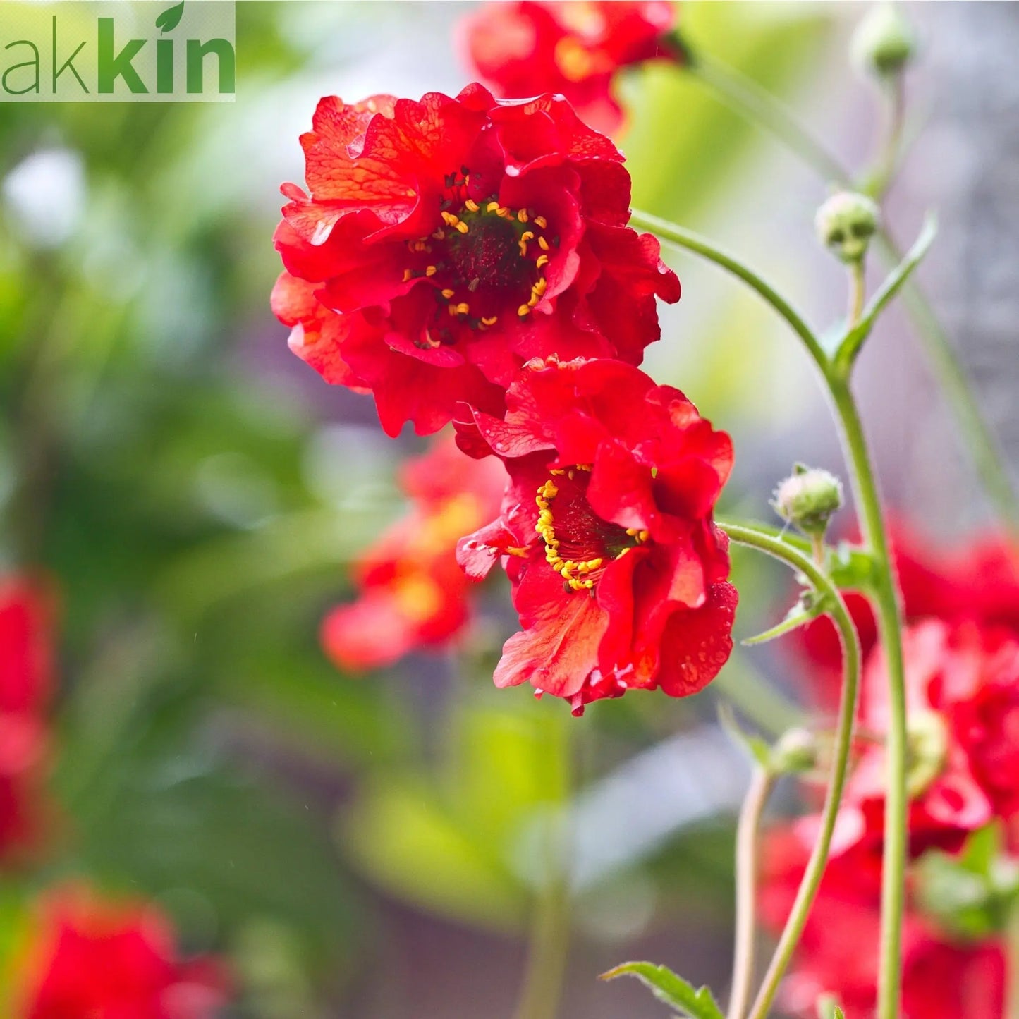 Geum 'Mrs Bradshaw' 9cm/1.5L/3L Pot One Click Plants