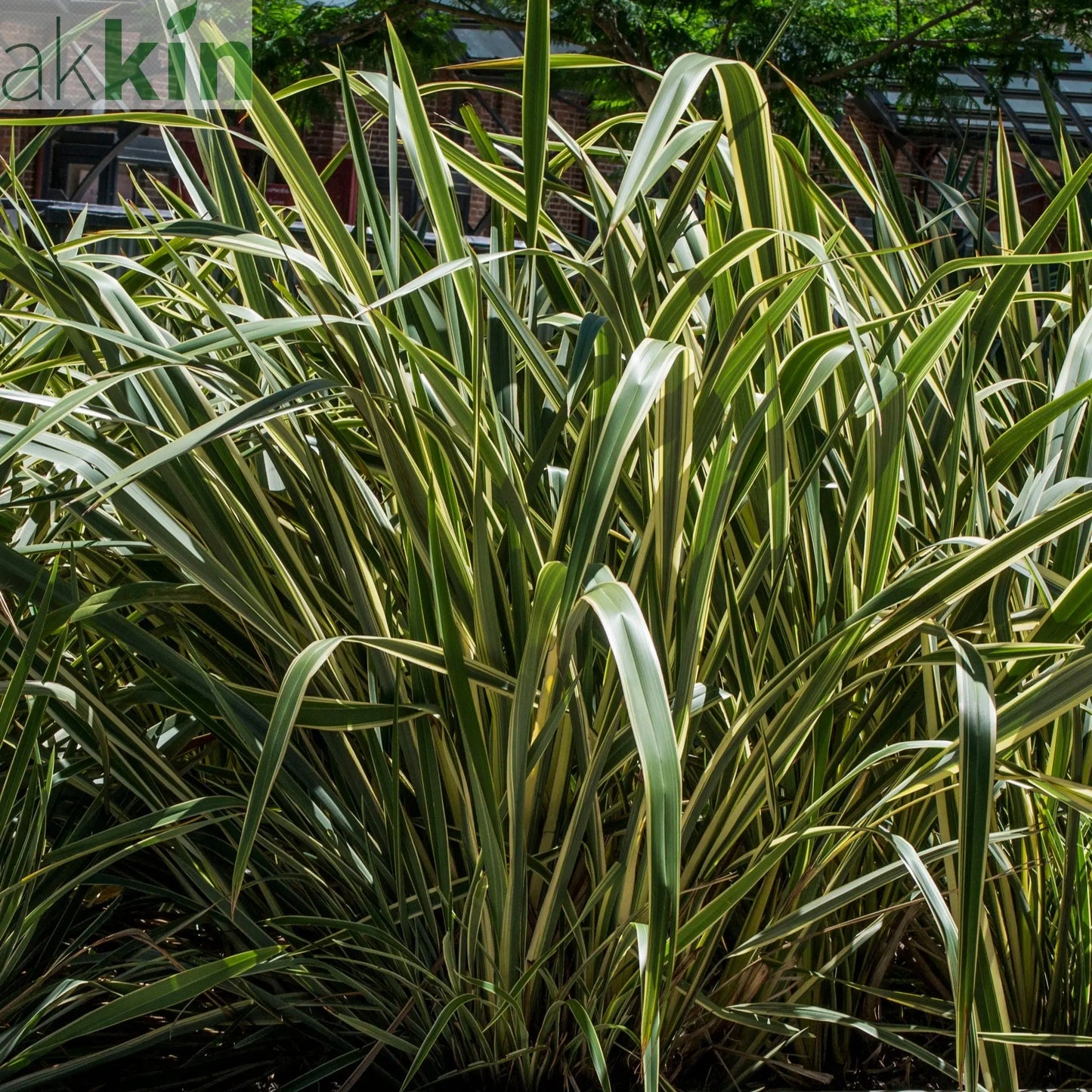 Phormium 'Gold Ray' 9cm / 2L One Click Plants