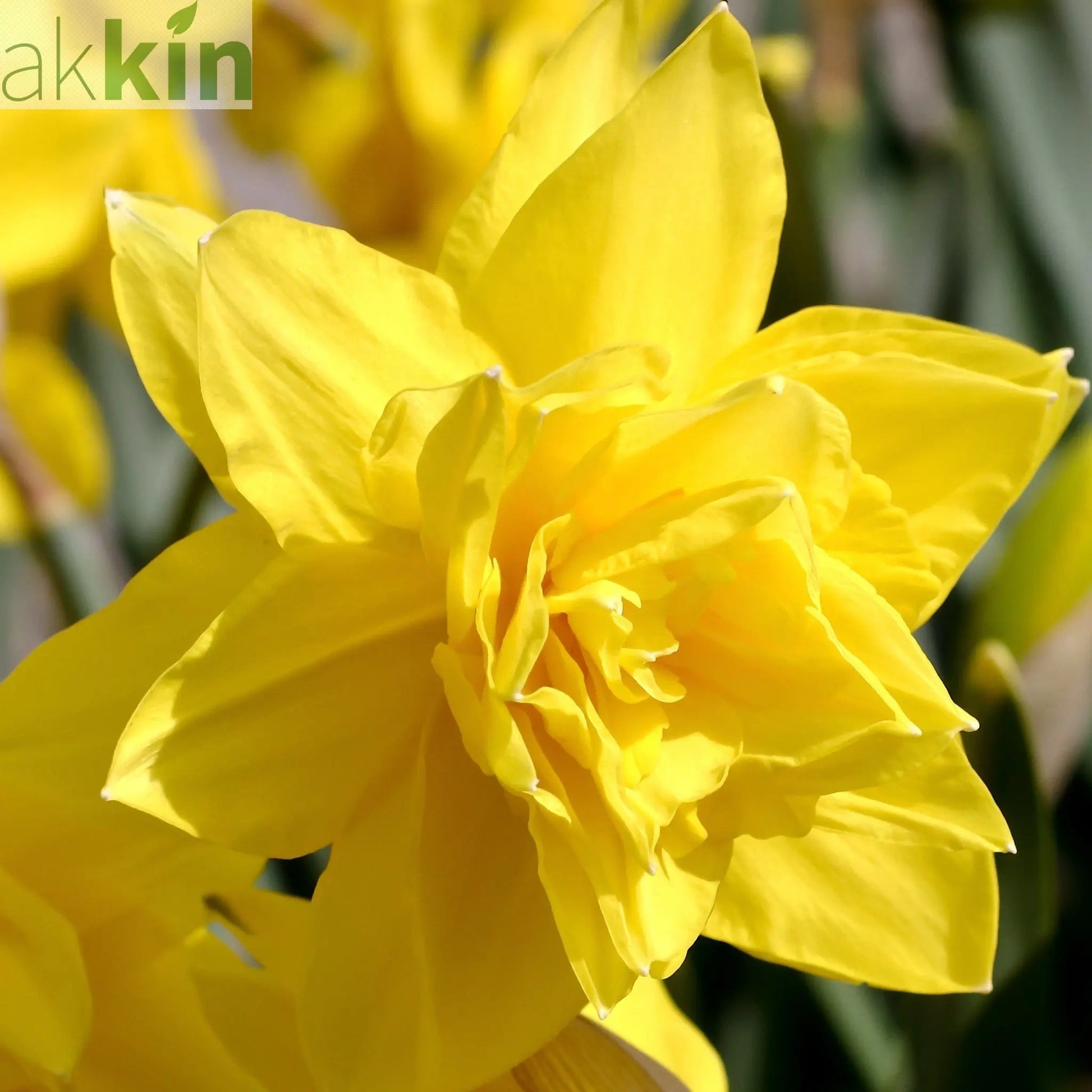 Daffodil 'Golden Ducat' (15 Bulbs) One Click Plants