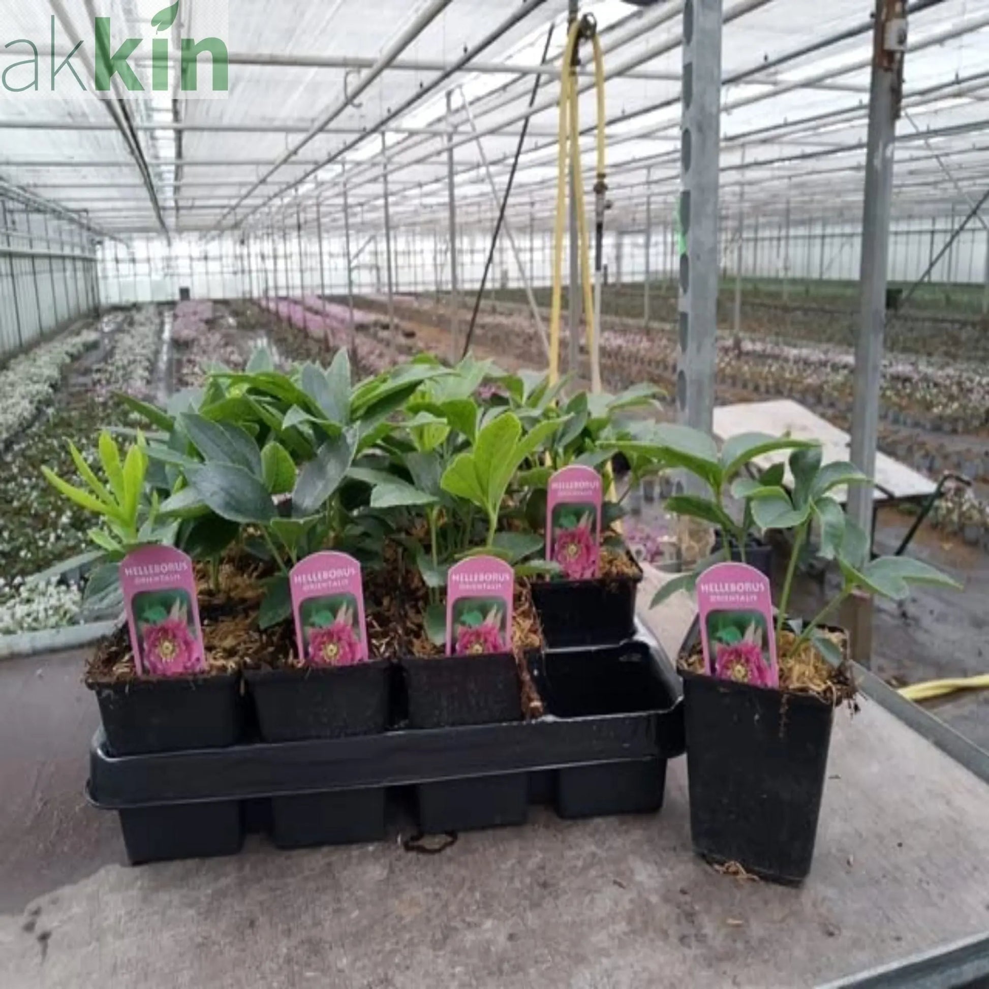 Hellebore/Helleborus orientalis - Pink (9cm) One Click Plants