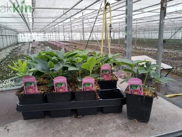 Mix of 3 Helleborus / Hellebore (3 x 9cm Pots) One Click Plants