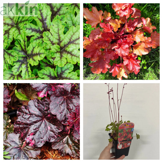 Mix of 3 x Heuchera 9cm One Click Plants